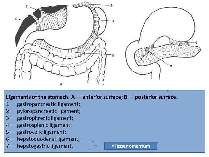 Ligaments of the stomach. А — anterior surface; B — posterior surface. 1 —