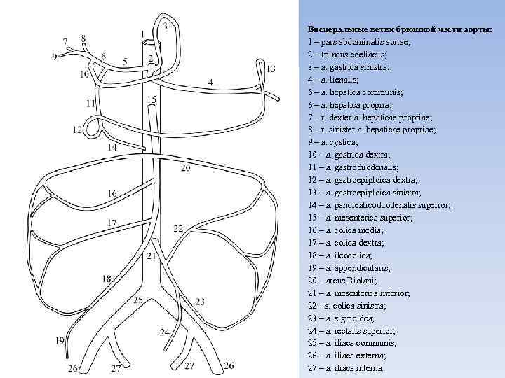 Висцеральные ветви брюшной части аорты: 1 – pars abdominalis aortae; 2 – truncus coeliacus;