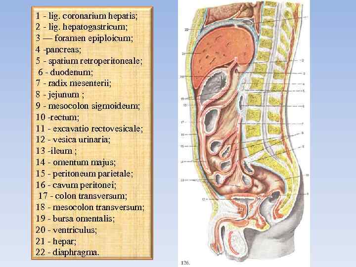 1 - lig. coronarium hepatis; 2 - lig. hepatogastricum; 3 — foramen epiploicum; 4