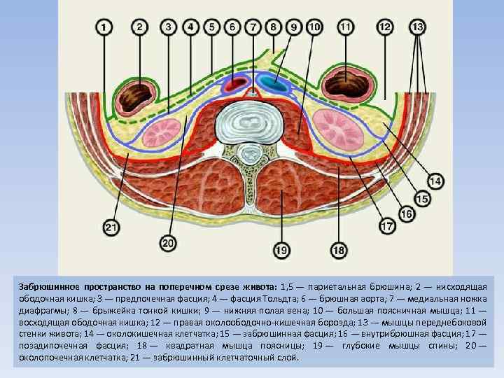 Забрюшинное пространство схема