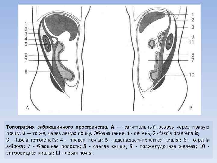 Забрюшинное пространство схема