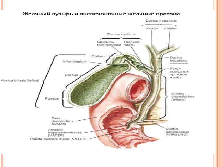 Отделы холедоха анатомия схема