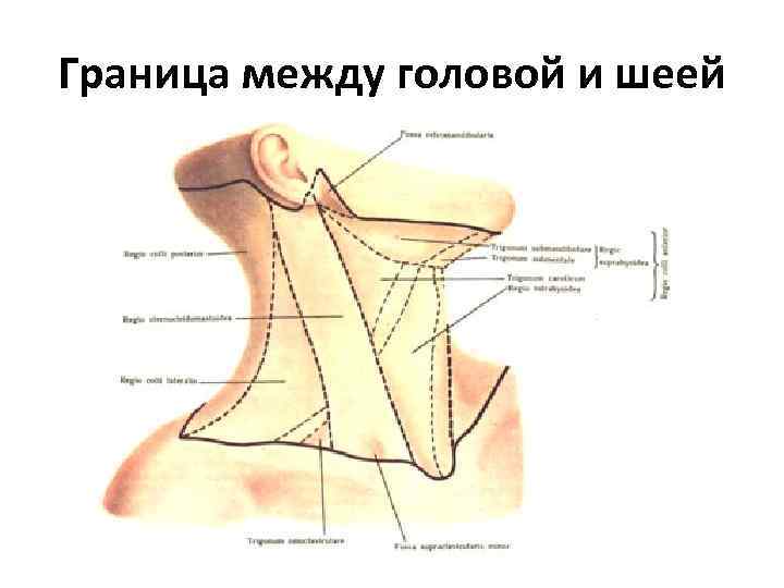 Граница между головой и шеей 