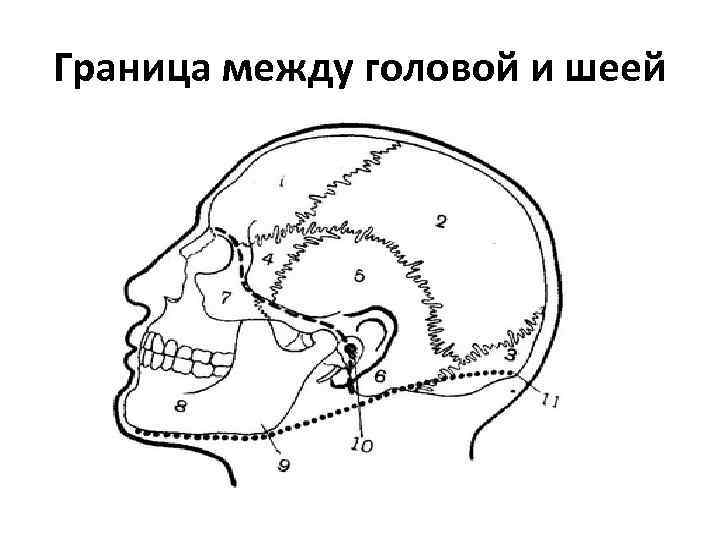 Область между. Границы мозгового и лицевого отделов головы. Граница между головой и шеей. Границы лицевого отдела головы. Границы в голове.