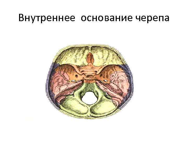 Внутреннее основание черепа