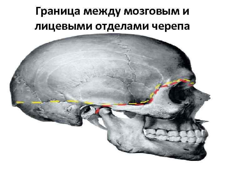 Граница мозгового отдела черепа. Границы свода черепа. Граница мозгового и лицевого отделов черепа. Граница между сводом и основанием черепа. Граница между мозговым и лицевым отделом черепа.