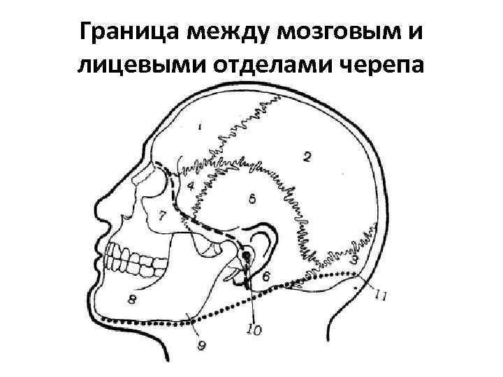 Отдел затылок. Топографо-анатомические области лицевого и мозгового отделов головы:. Мозговой отдел головы топографическая анатомия. Границы между лицевым и мозговым отделом головы. Границы мозгового отдела головы топографическая анатомия.