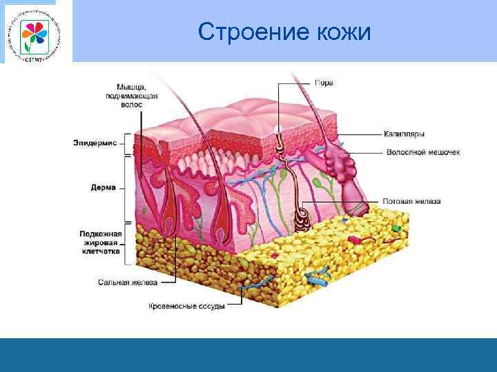 Строение кожи 