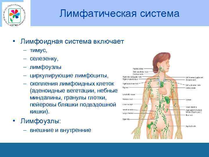 Лимфатическая система • Лимфоидная система включает – – – тимус, селезенку, лимфоузлы циркулирующие лимфоциты,