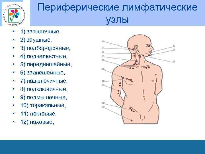 Периферические лимфатические узлы • • • 1) затылочные, 2) заушные, 3) подбородочные, 4) подчелюстные,