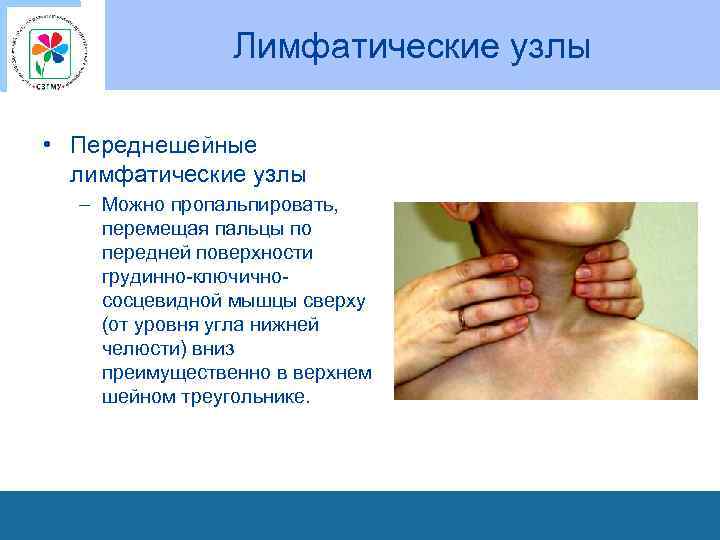 Лимфатические узлы • Переднешейные лимфатические узлы – Можно пропальпировать, перемещая пальцы по передней поверхности