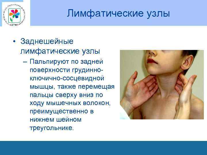 Лимфатические узлы • Заднешейные лимфатические узлы – Пальпируют по задней поверхности грудинно ключично сосцевидной