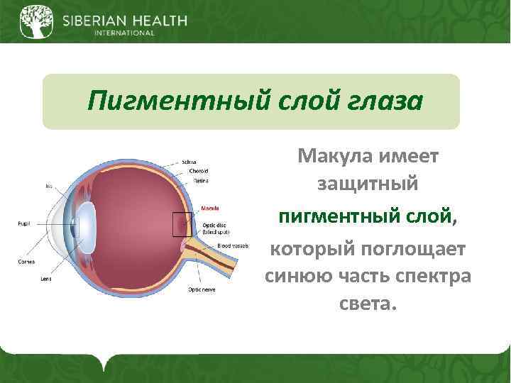 Пигментный слой глаза Макула имеет защитный пигментный слой, который поглощает синюю часть спектра света.