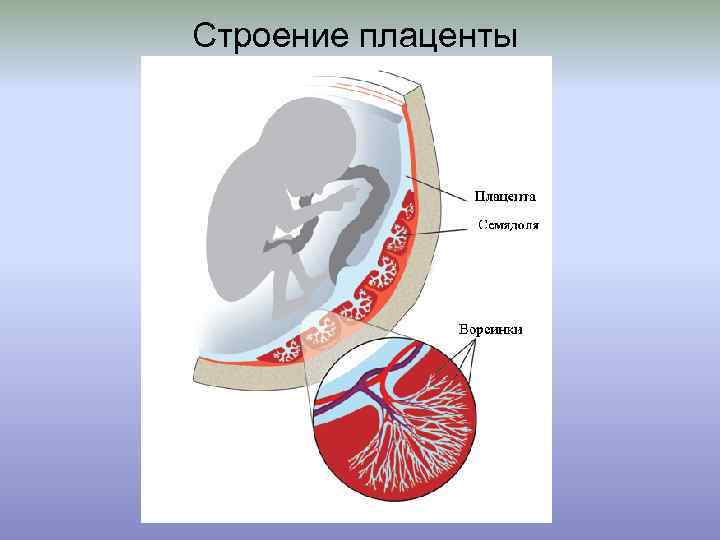 Строение плаценты 