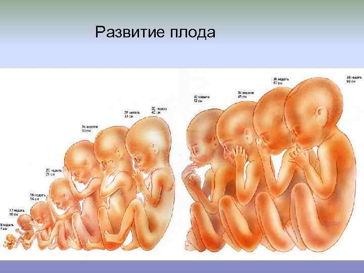  Развитие плода 