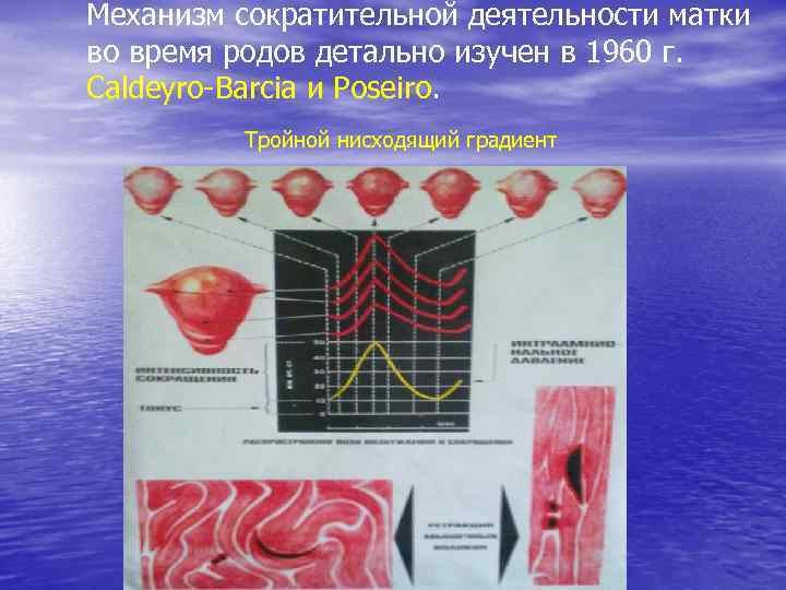 Механизм сократительной деятельности матки во время родов детально изучен в 1960 г. Caldeyro-Barcia и