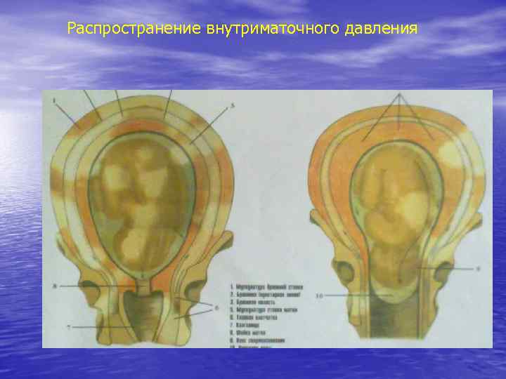 Распространение внутриматочного давления 