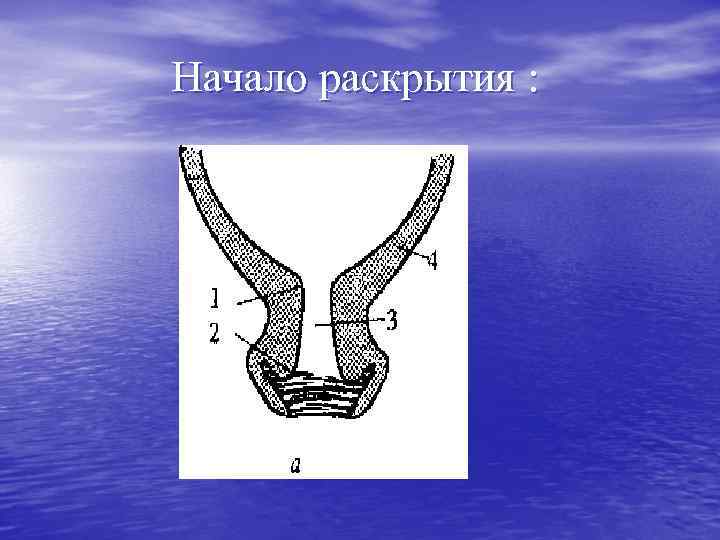 Начало раскрытия : 