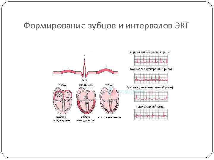 Формирование зубцов и интервалов ЭКГ 