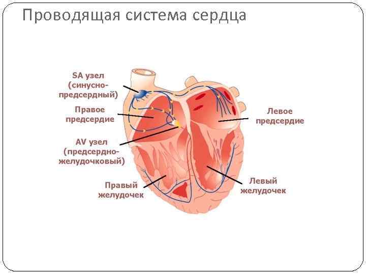 Проводящая система сердца 