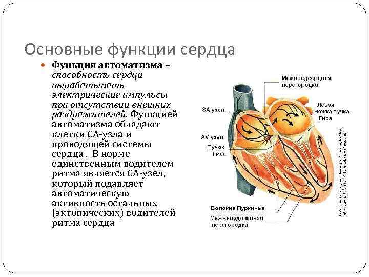 Основные функции сердца Функция автоматизма – способность сердца вырабатывать электрические импульсы при отсутствии внешних