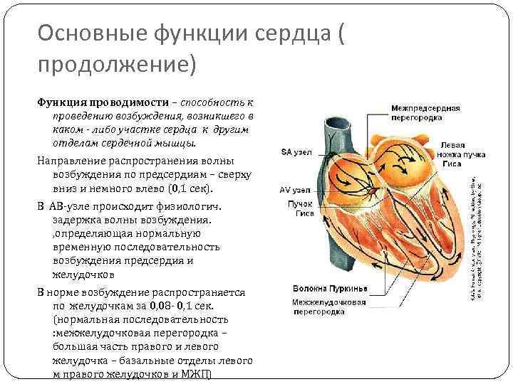 Функции сердца