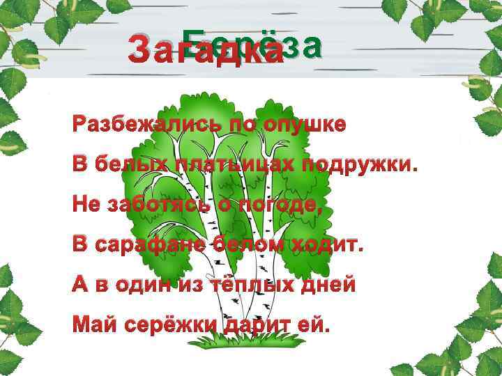 Берёза Загадка Разбежались по опушке В белых платьицах подружки. Не заботясь о погоде, В