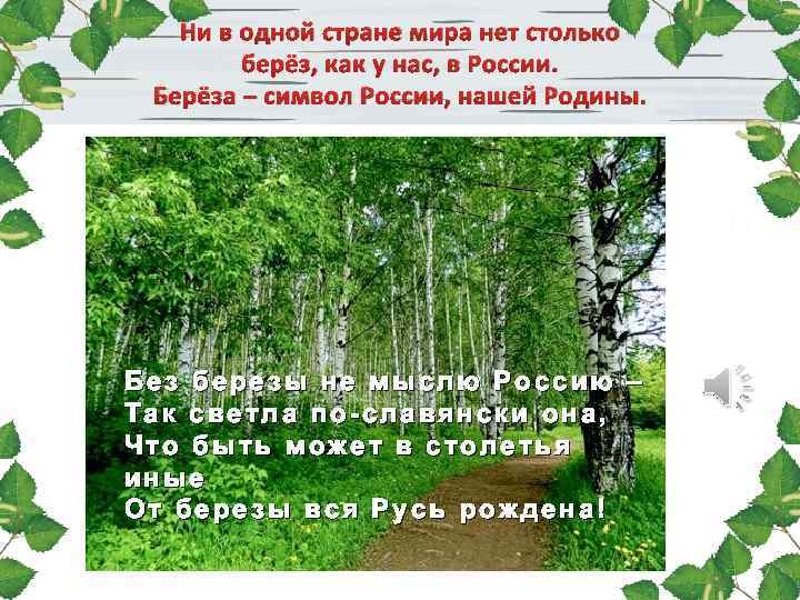 Береза милое русское дерево наблюдая в лесу