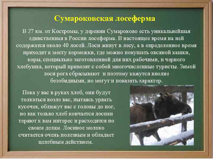 Сумароковская лосеферма В 27 км. от Костромы, у деревни Сумароково есть уникальнейшая единственная в