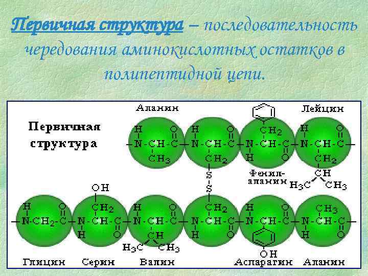 Первичная структура – последовательность чередования аминокислотных остатков в полипептидной цепи. 