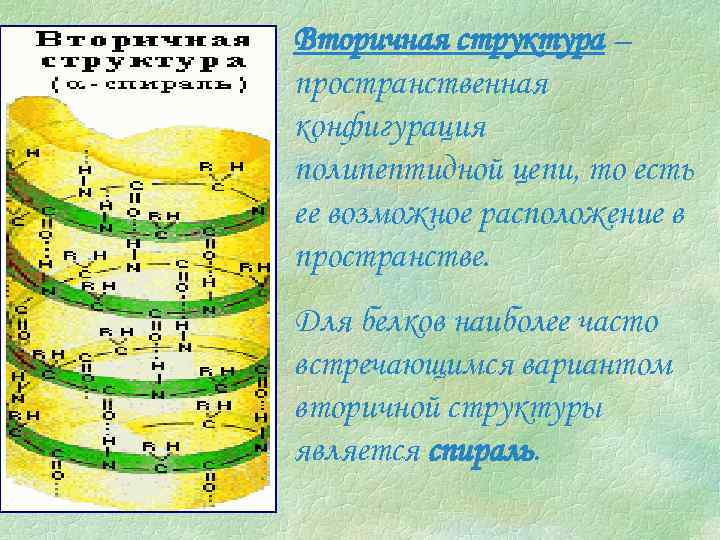 Вторичная структура – пространственная конфигурация полипептидной цепи, то есть ее возможное расположение в пространстве.