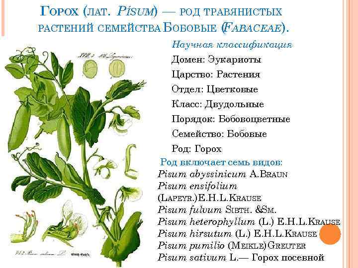 ГОРОХ (ЛАТ. PÍSUM) — РОД ТРАВЯНИСТЫХ РАСТЕНИЙ СЕМЕЙСТВА БОБОВЫЕ (FABACEAE). Научная классификация Домен: Эукариоты