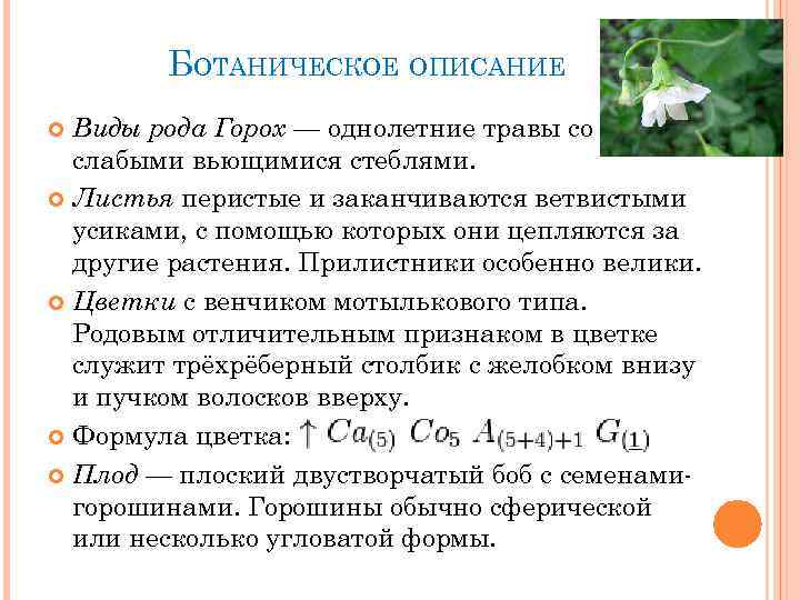 БОТАНИЧЕСКОЕ ОПИСАНИЕ Виды рода Горох — однолетние травы со слабыми вьющимися стеблями. Листья перистые