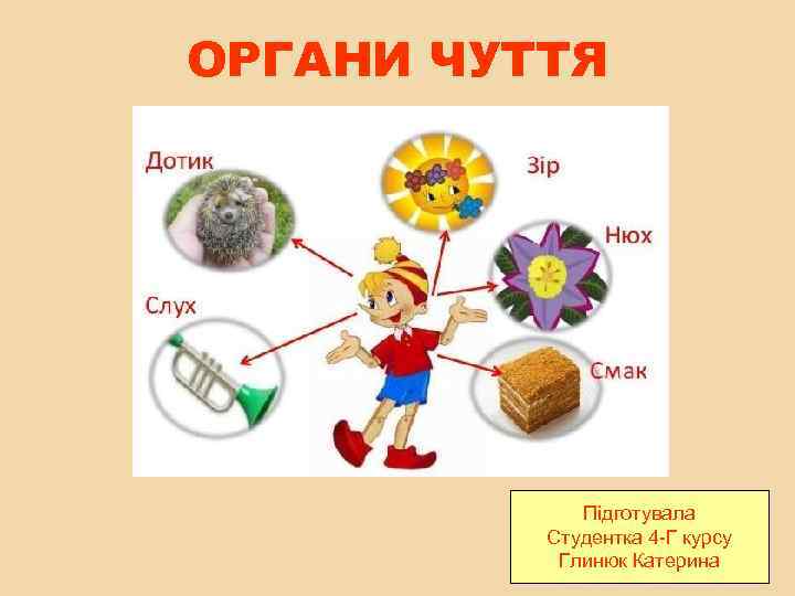 ОРГАНИ ЧУТТЯ Підготувала Студентка 4 -Г курсу Глинюк Катерина 