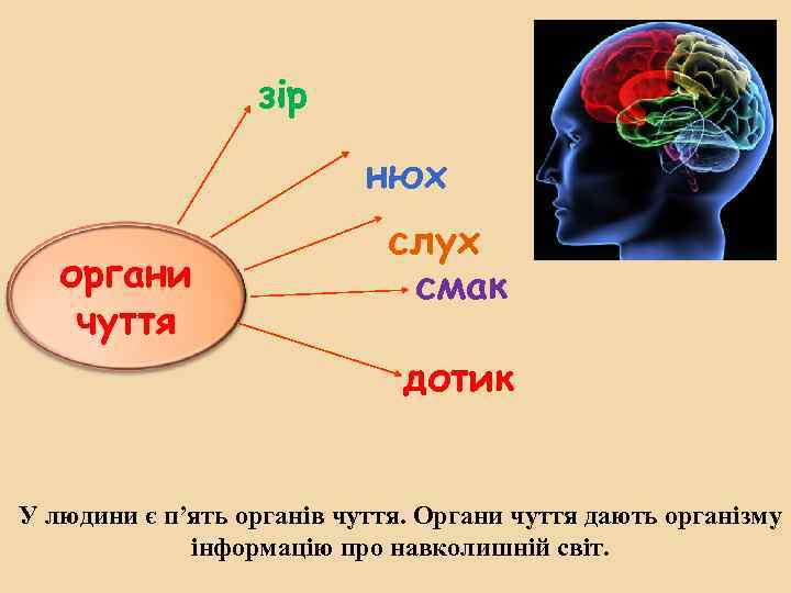 зір нюх органи чуття слух смак дотик У людини є п’ять органів чуття. Органи