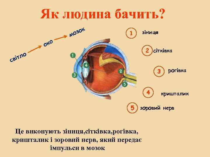 Як людина бачить? к око зо мо зіниця 1 2 сітківка о тл сві