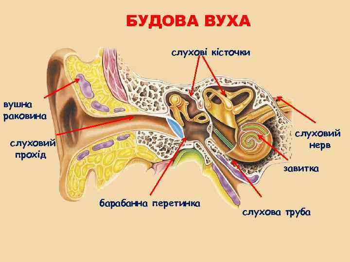 БУДОВА ВУХА слухові кісточки вушна раковина слуховий нерв слуховий прохід завитка барабанна перетинка слухова