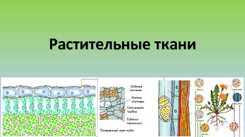 Растительные ткани 