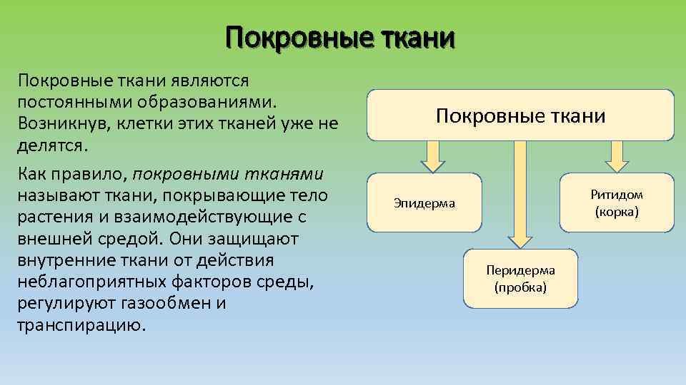 Покровные ткани являются постоянными образованиями. Возникнув, клетки этих тканей уже не делятся. Как правило,