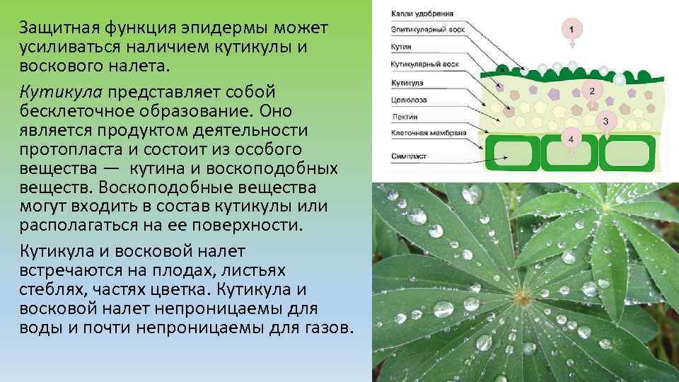 Защитная функция эпидермы может усиливаться наличием кутикулы и воскового налета. Кутикула представляет собой бесклеточное