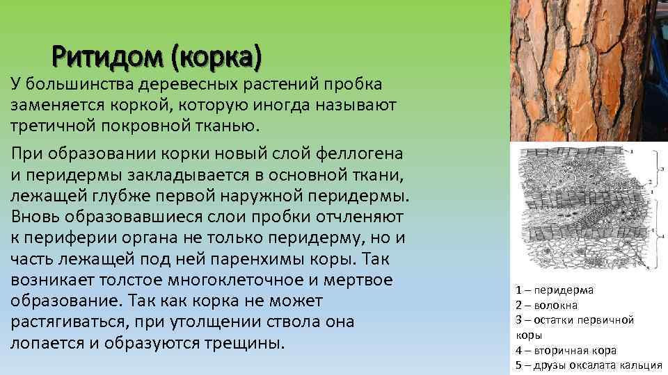 Ритидом (корка) У большинства деревесных растений пробка заменяется коркой, которую иногда называют третичной покровной