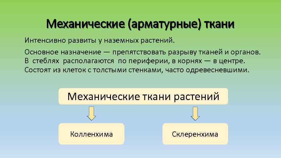 Механические (арматурные) ткани Интенсивно развиты у наземных растений. Основное назначение — препятствовать разрыву тканей
