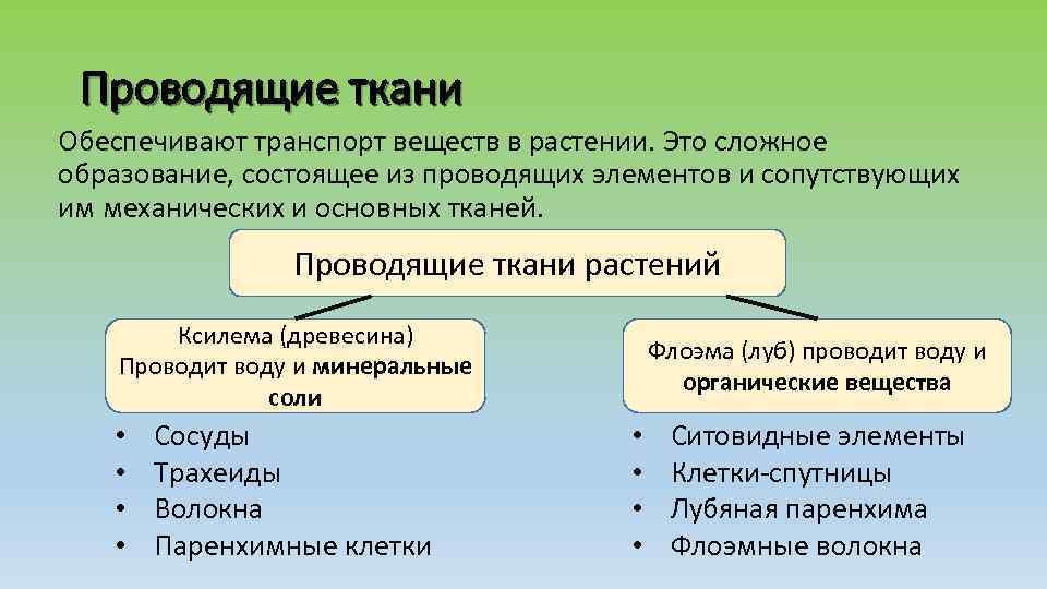 Проводящие ткани Обеспечивают транспорт веществ в растении. Это сложное образование, состоящее из проводящих элементов