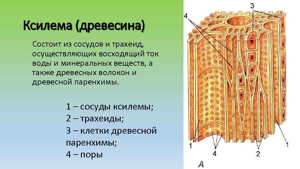 Ксилема (древесина) Состоит из сосудов и трахеид, осуществляющих восходящий ток воды и минеральных веществ,