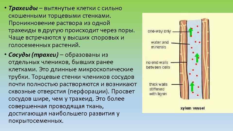 Древесина мертвые клетки