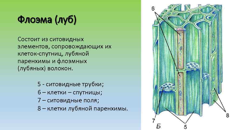 Флоэма (луб) Состоит из ситовидных элементов, сопровождающих их клеток-спутниц, лубяной паренхимы и флоэмных (лубяных)