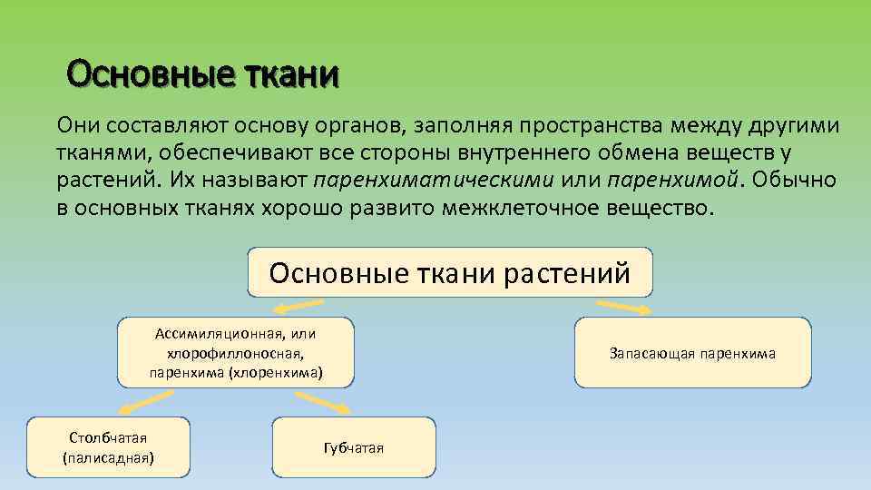 Основные ткани Они составляют основу органов, заполняя пространства между другими тканями, обеспечивают все стороны
