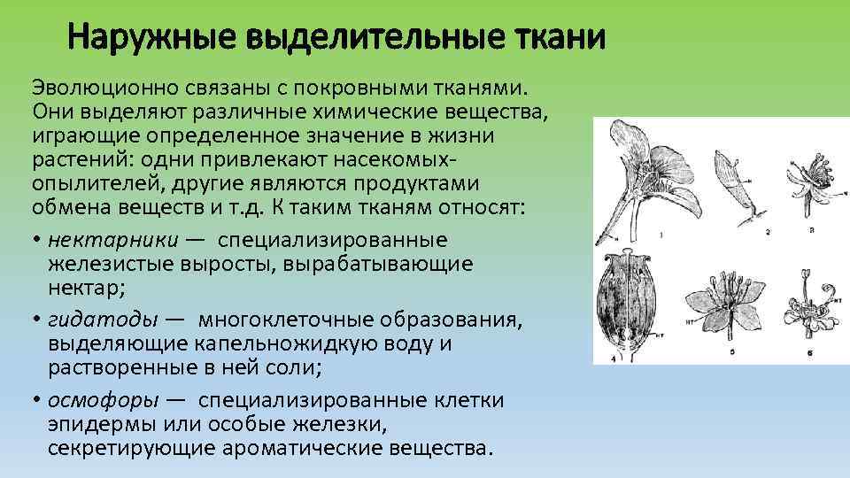 Наружные выделительные ткани Эволюционно связаны с покровными тканями. Они выделяют различные химические вещества, играющие