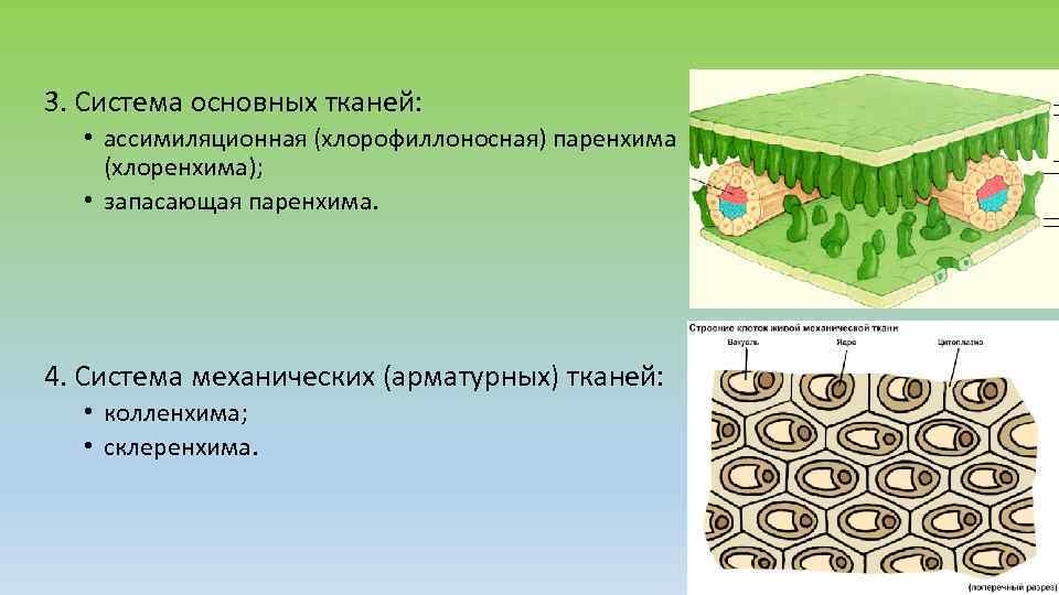 3. Система основных тканей: • ассимиляционная (хлорофиллоносная) паренхима (хлоренхима); • запасающая паренхима. 4. Система
