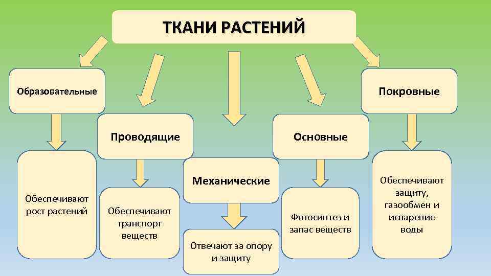 ТКАНИ РАСТЕНИЙ Покровные Образовательные Проводящие Основные Механические Обеспечивают рост растений Обеспечивают транспорт веществ Фотосинтез